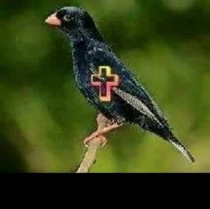 Meet your Posher, Solomon